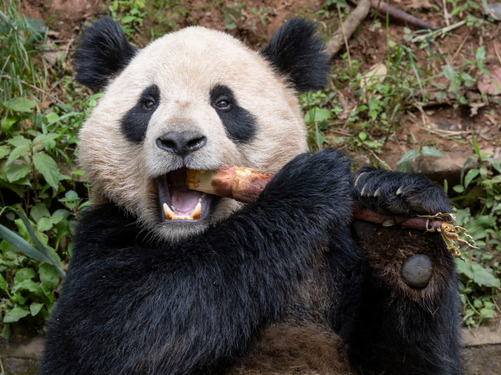 Panda at the San Diego Zoo